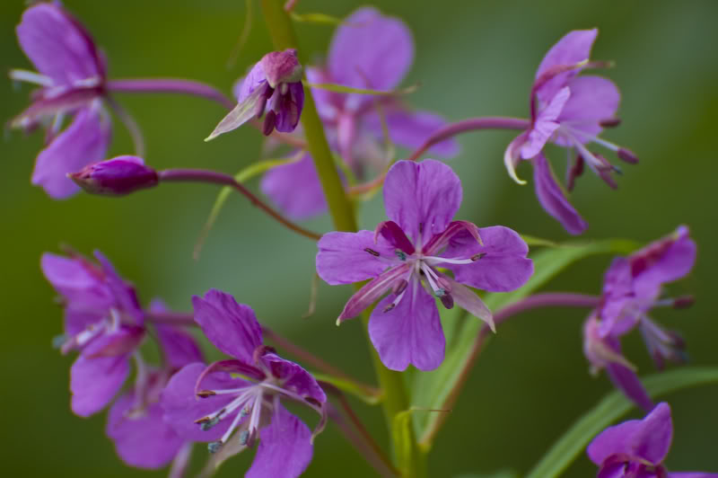 Name:  20080720-DSC_0148.jpg
Views: 41
Size:  46.8 KB