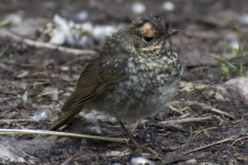 Name:  20080720-DSC_0060.jpg
Views: 40
Size:  82.2 KB