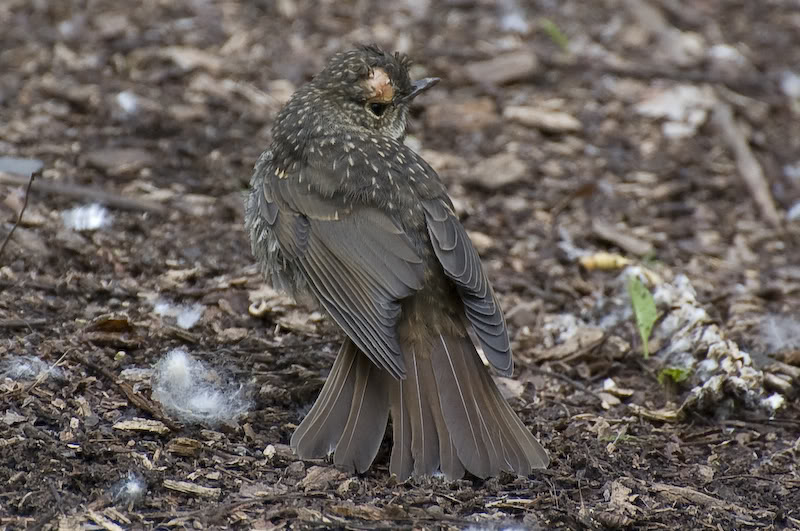 Name:  20080720-DSC_0061.jpg
Views: 42
Size:  114.4 KB