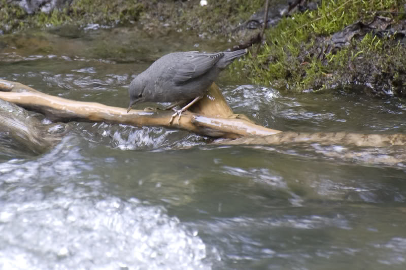 Name:  20080720-DSC_0084.jpg
Views: 39
Size:  76.7 KB