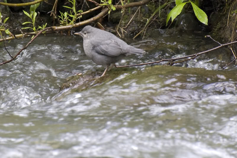 Name:  20080720-DSC_0088.jpg
Views: 36
Size:  88.8 KB