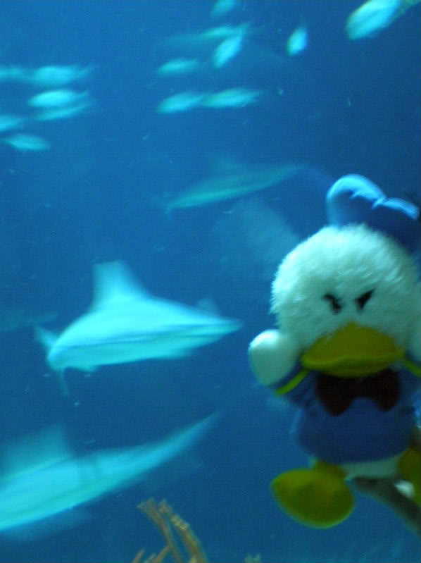 Name:  P7060273.jpg
Views: 43
Size:  45.9 KB