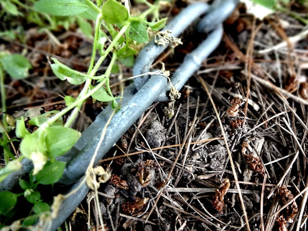 Name:  LtlDjPV.jpg
Views: 21
Size:  134.8 KB