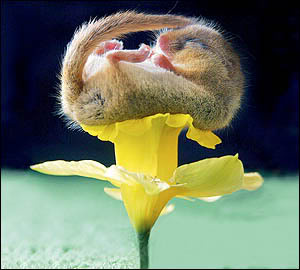 Name:  dormouse.jpg
Views: 137
Size:  17.4 KB