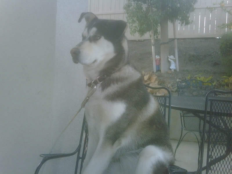 Name:  IMG00145-20100104-1411-1.jpg
Views: 33
Size:  47.7 KB