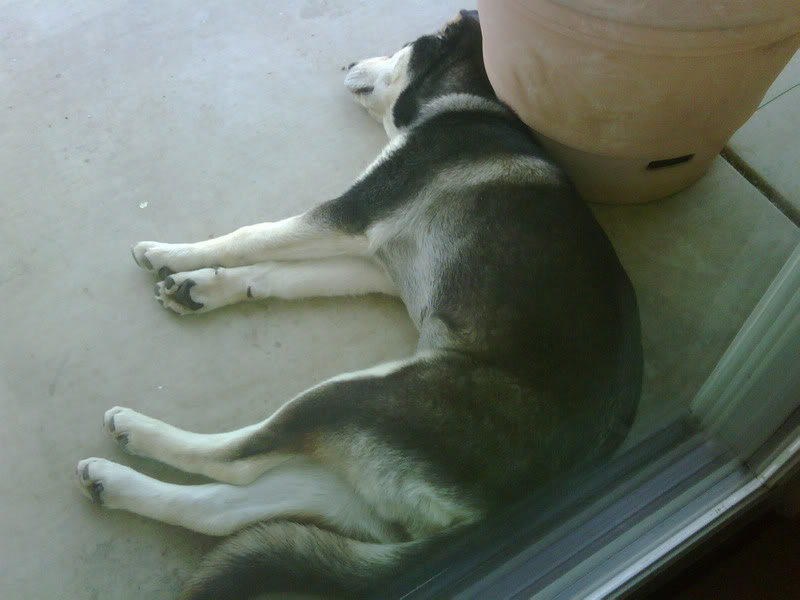 Name:  IMG00056-20090618-1532-1.jpg
Views: 32
Size:  52.3 KB