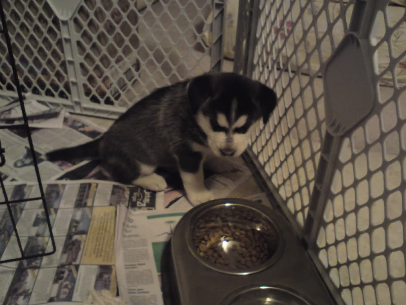 Name:  DSC00058.jpg
Views: 40
Size:  71.0 KB