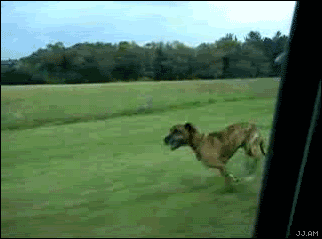 Name:  best_fail_dog_ever.gif
Views: 46
Size:  1.25 MB