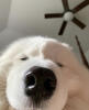 BubbaBear's Avatar
