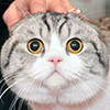 Skwigelf's Avatar