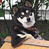 AvecChien's Avatar