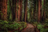FitnForest's Avatar