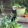 catson's Avatar