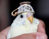 GohanPoptart's Avatar
